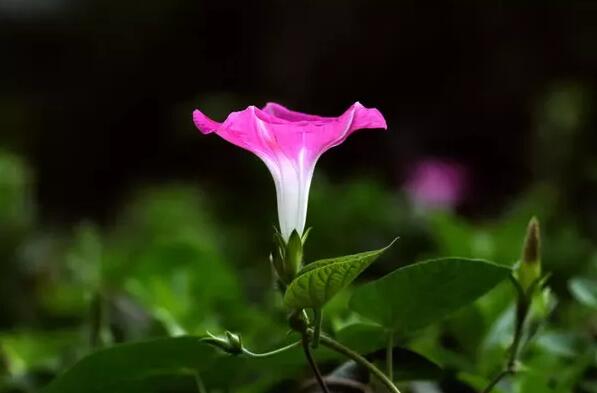 12生肖都有對應的幸運植物