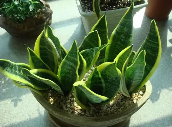 12生肖都有對應(yīng)的幸運植物