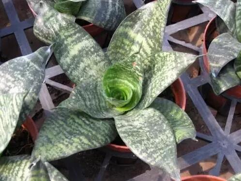 12生肖都有對應(yīng)的幸運植物