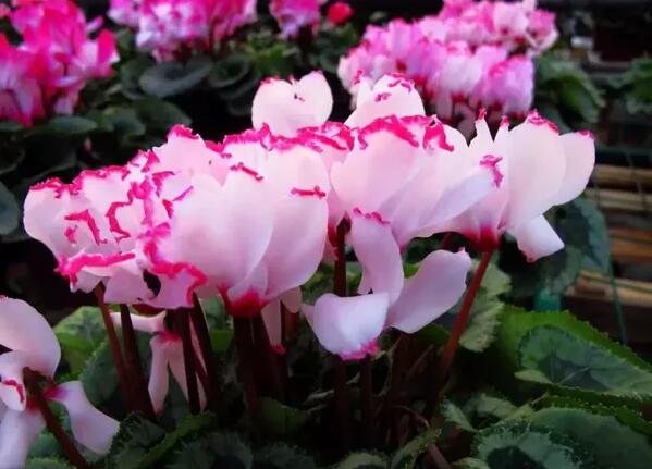 12生肖都有對應(yīng)的幸運植物