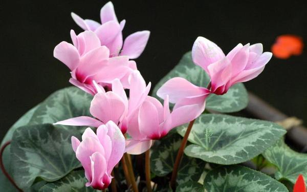 12生肖都有對應(yīng)的幸運植物