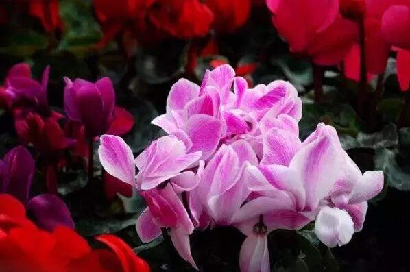 12生肖都有對應(yīng)的幸運植物