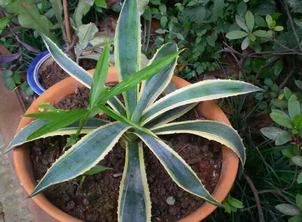 12生肖都有對應(yīng)的幸運植物