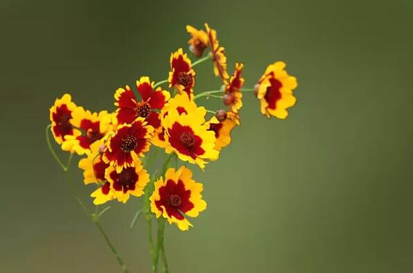 12生肖都有對應(yīng)的幸運植物