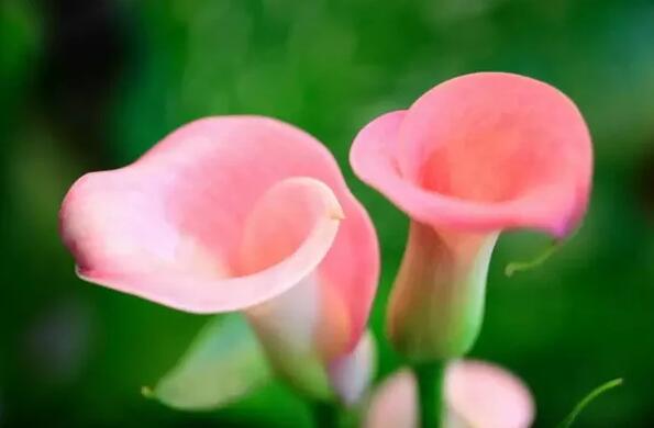 12生肖都有對應(yīng)的幸運植物