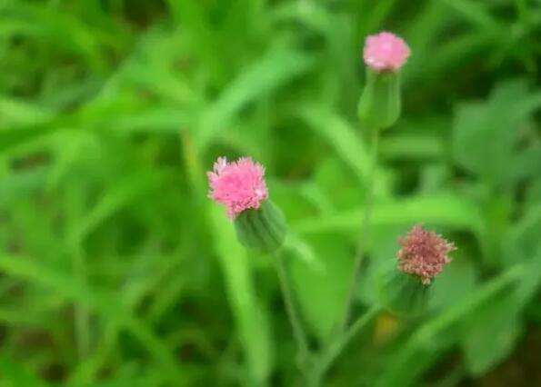 12生肖都有對應(yīng)的幸運植物