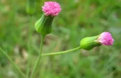 12生肖都有對應(yīng)的幸運植物