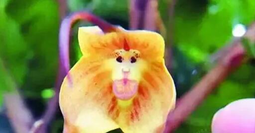 12生肖都有對應(yīng)的幸運植物