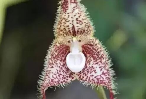 12生肖都有對應(yīng)的幸運(yùn)植物