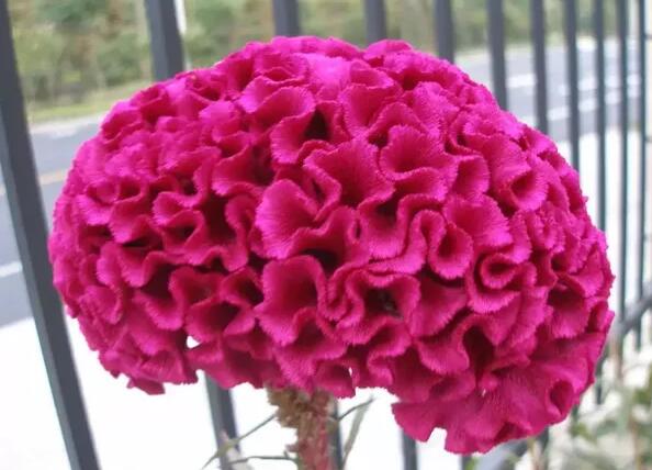 12生肖都有對應(yīng)的幸運(yùn)植物