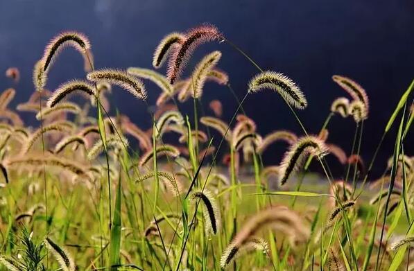 12生肖都有對應的幸運植物