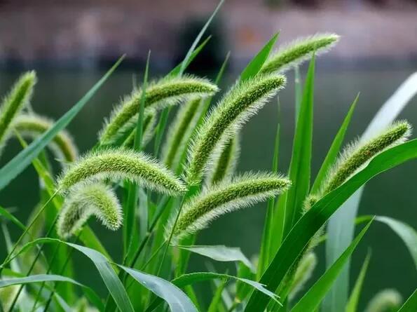 12生肖都有對應的幸運植物