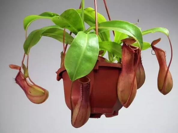 12生肖都有對應的幸運植物