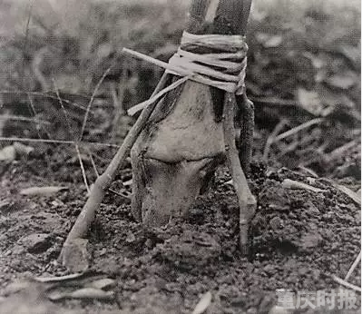 英國科學巨匠曾在渝研究柑桔和縉云山植物