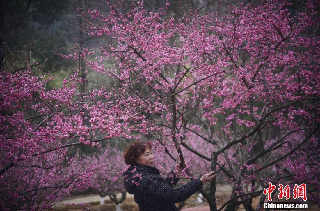 湖南省植物園千株梅花開 市民賞梅迎春