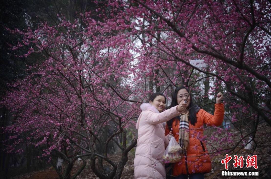 湖南省植物園千株梅花開 市民賞梅迎春