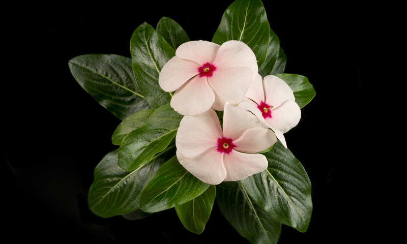 抗癌植物成分的生物合成轉運途徑被發現