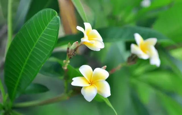 這些以“雞”為名的植物你認識幾個?