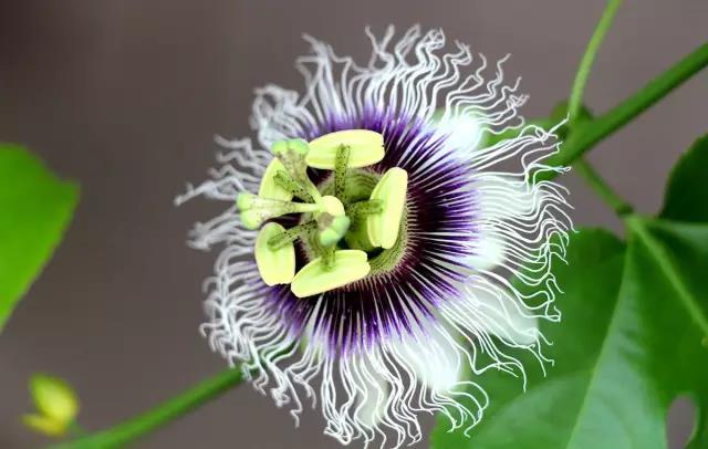 這些以“雞”為名的植物你認識幾個?