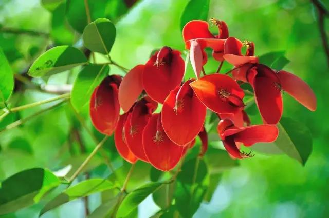 這些以“雞”為名的植物你認識幾個?