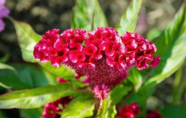 這些以“雞”為名的植物你認識幾個?