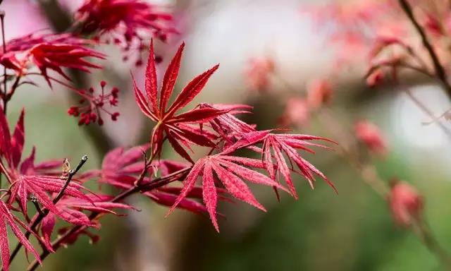 這些以“雞”為名的植物你認識幾個?