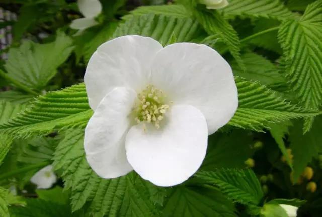 這些以“雞”為名的植物你認(rèn)識幾個？