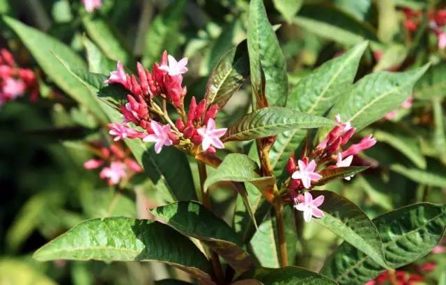 這些以“雞”為名的植物你認(rèn)識幾個？