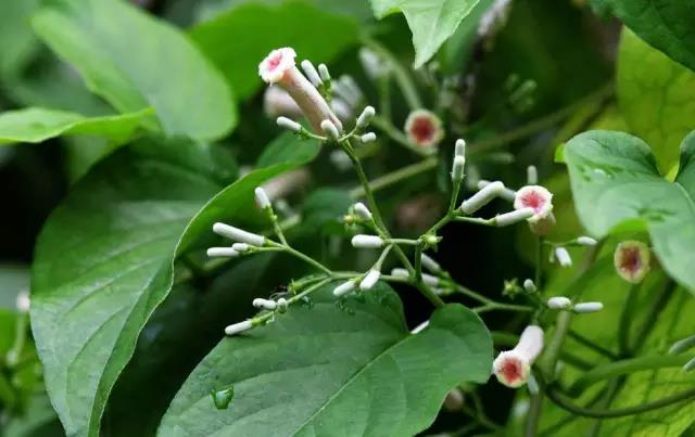 這些以“雞”為名的植物你認(rèn)識幾個？