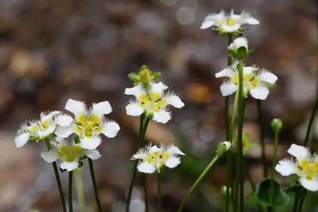這些以“雞”為名的植物你認(rèn)識幾個？