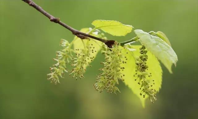 這些以“雞”為名的植物你認識幾個?