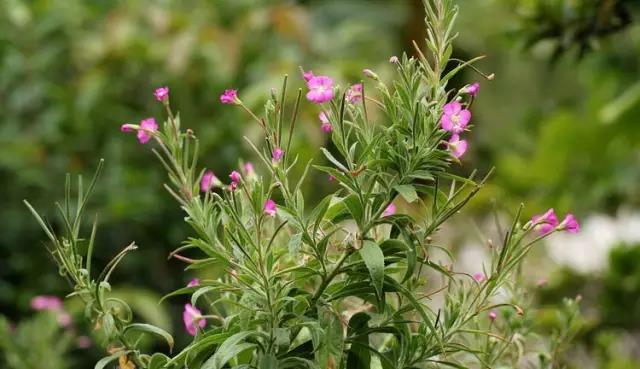 這些以“雞”為名的植物你認識幾個?