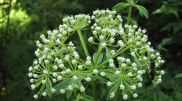 這些以“雞”為名的植物你認識幾個?