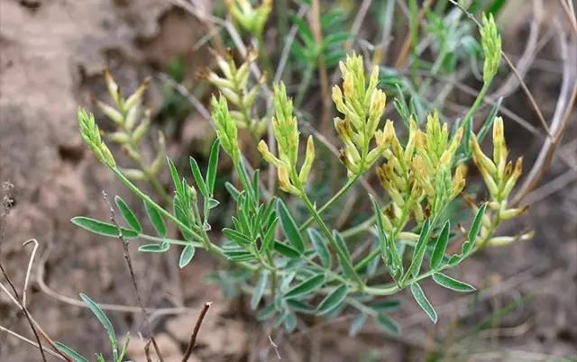 這些以“雞”為名的植物你認識幾個?