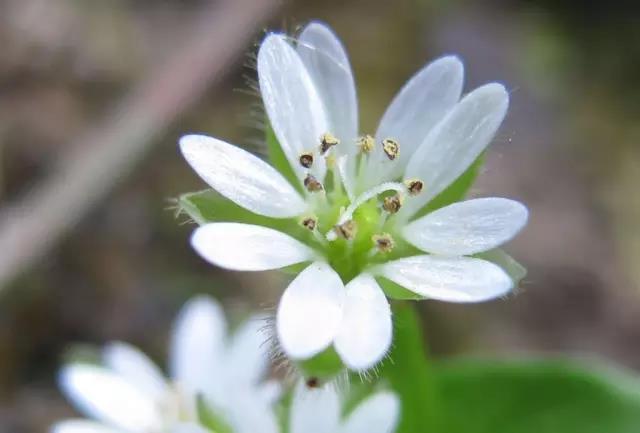 這些以“雞”為名的植物你認識幾個?