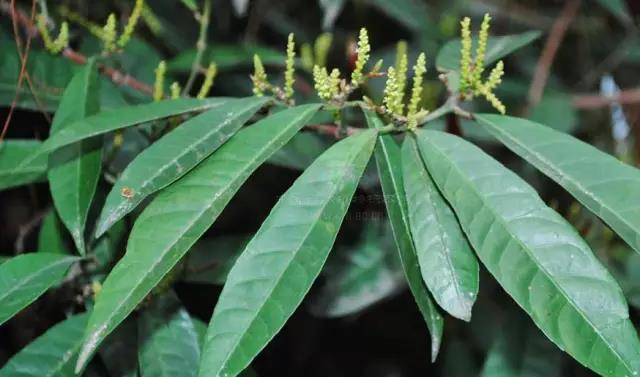 這些以“雞”為名的植物你認識幾個?