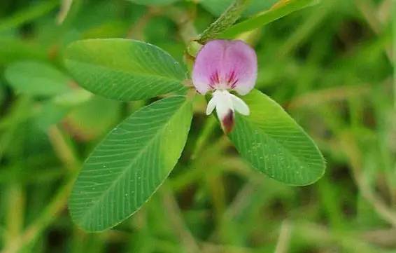 這些以“雞”為名的植物你認識幾個?