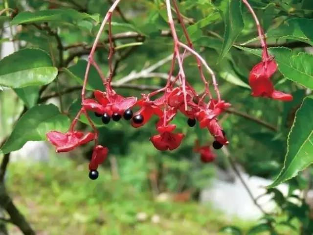 這些以“雞”為名的植物你認識幾個?