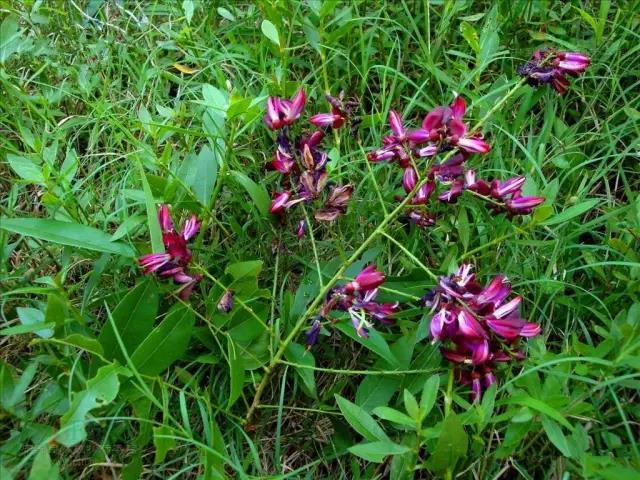 這些以“雞”為名的植物你認識幾個?