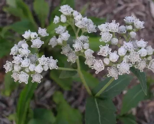 這些以“雞”為名的植物你認識幾個?
