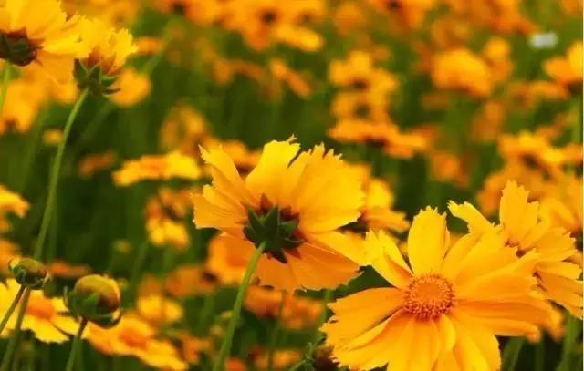 這些以“雞”為名的植物你認識幾個?