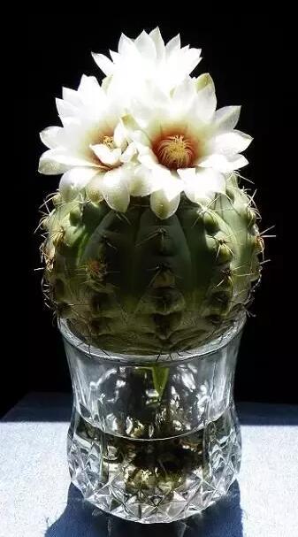 十種最適合室內(nèi)種植的水養(yǎng)植物