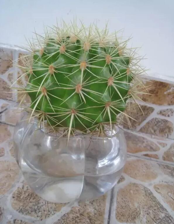 十種最適合室內(nèi)種植的水養(yǎng)植物