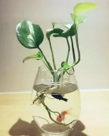 十種最適合室內(nèi)種植的水養(yǎng)植物