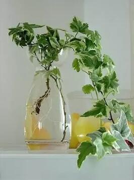 十種最適合室內(nèi)種植的水養(yǎng)植物