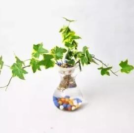 十種最適合室內(nèi)種植的水養(yǎng)植物