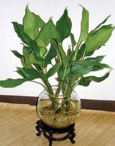 十種最適合室內種植的水養植物