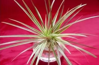 十種最適合室內種植的水養植物