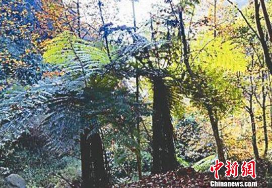 福建南平發現800余畝瀕危植物“桫欏林”