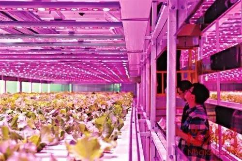 日本東芝“植物工廠”關門給我們的教訓